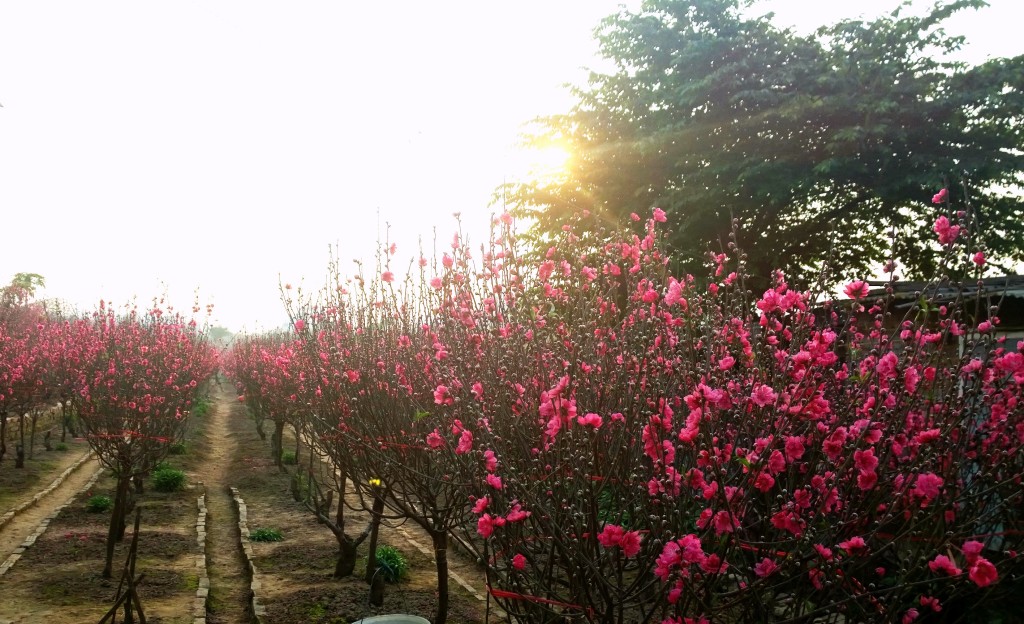 Nhat Tan flower village